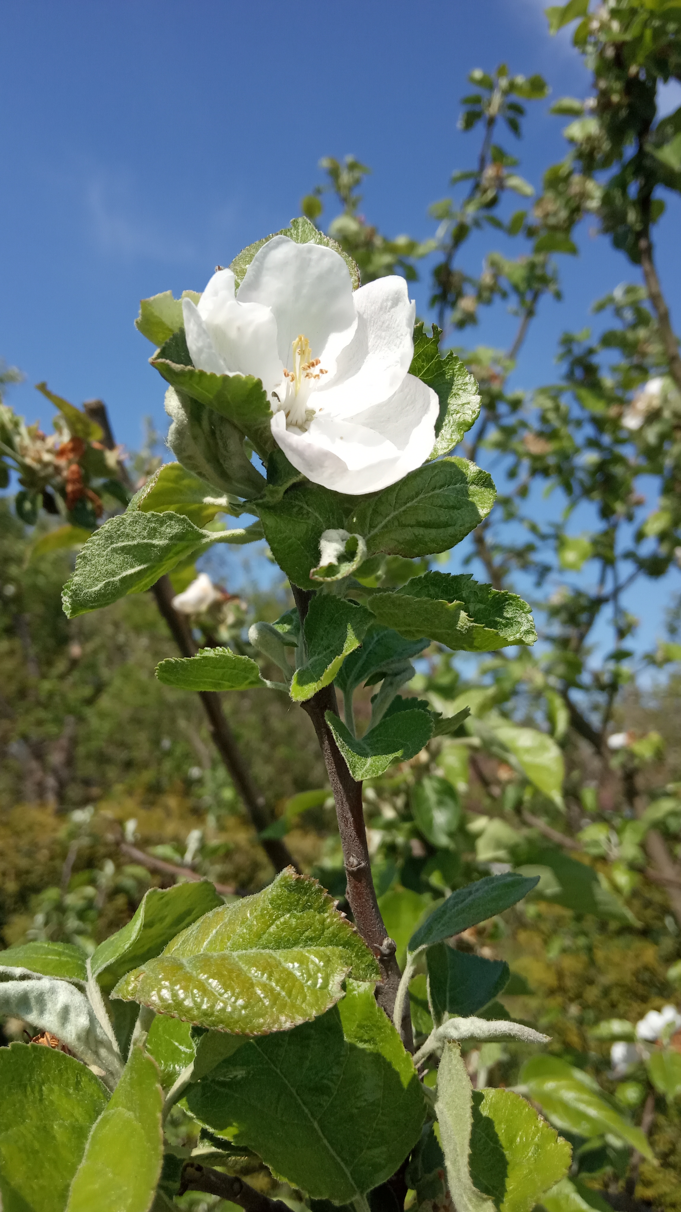 Piotrek Pikosz kl. 1c.jpg